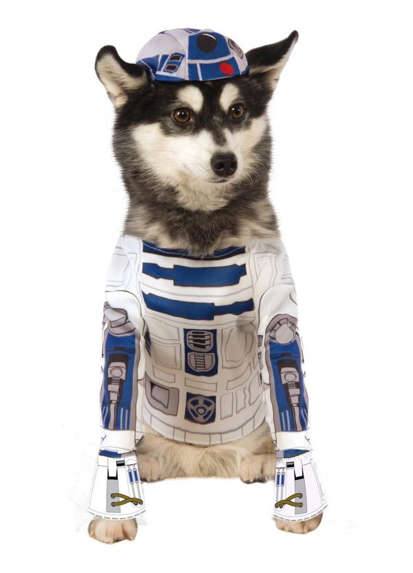 1628576837 797 Najlepsze kostiumy z Gwiezdnych Wojen dla psow