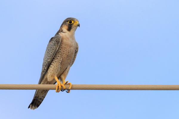 Zwierzęta zagrożone wyginięciem na Wyspach Kanaryjskich - Tagarote jastrząb (Falco pelegrinoides)