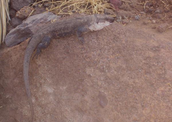 Zwierzęta zagrożone wyginięciem na Wyspach Kanaryjskich - Jaszczurka olbrzymia z La Gomery (Gallotia bravoana)