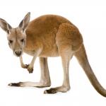 1628591515 903 Czerwony kangur