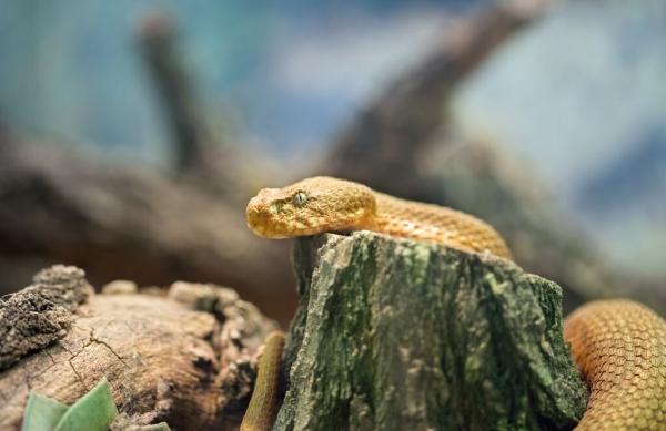 Węże jako zwierzęta domowe — opieka nad wężami