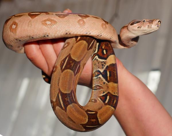 Węże jako zwierzęta domowe — czy wąż może być zwierzęciem towarzyszącym?