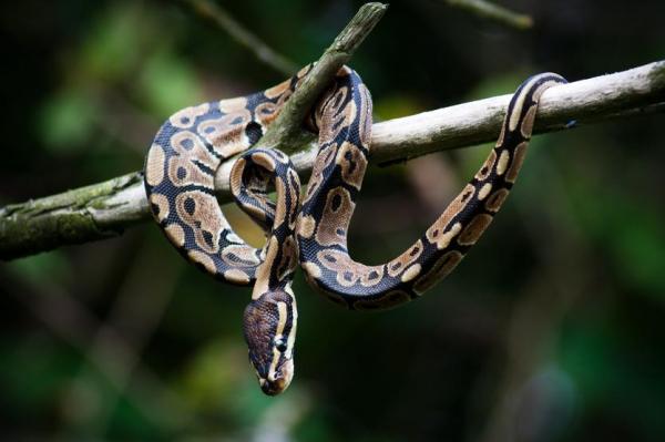 Węże jako zwierzęta domowe - Przed wzięciem węża ...