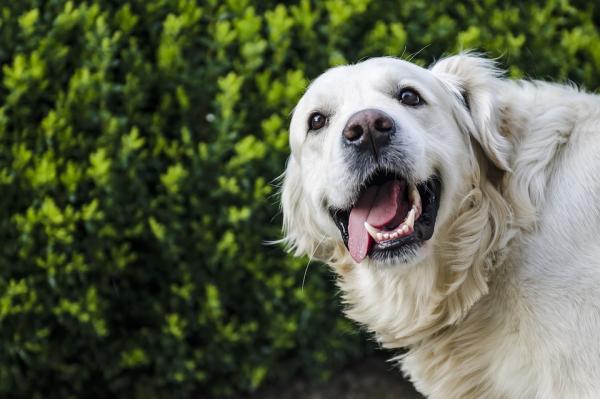 Imiona dla psów, które oznaczają radość - samce i samice - imiona dla psów, które oznaczają radość