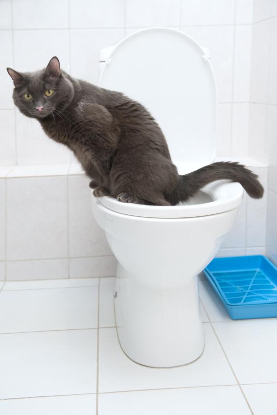 Naucz swojego kota korzystania z toalety krok po kroku - Krok 7