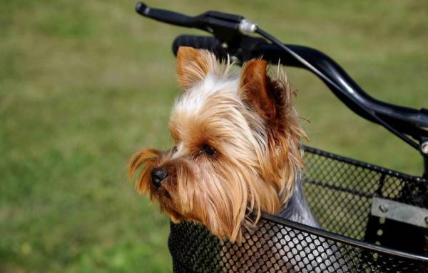 Wskazówki dotyczące wyprowadzania psa na rowerze - Artykuły o bezpiecznym spacerze