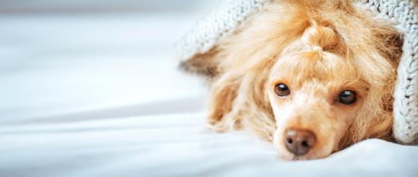 Najczęstsze choroby psów pudla - Choroby hormonalne 