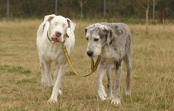 Opieka nad niewidomymi psami - Pies przewodnik