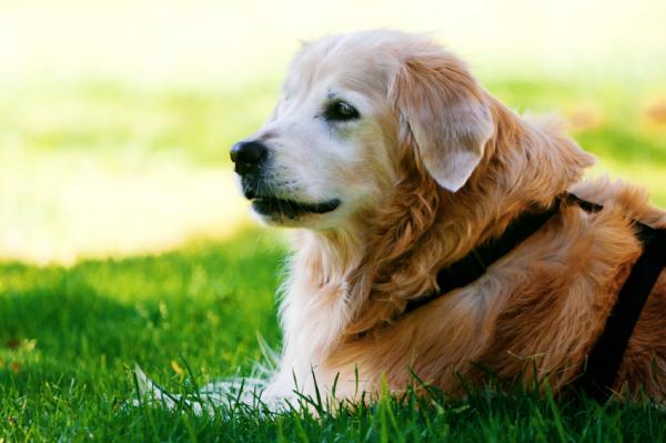 Opieka nad niewidomymi psami - Środki ostrożności podczas spaceru