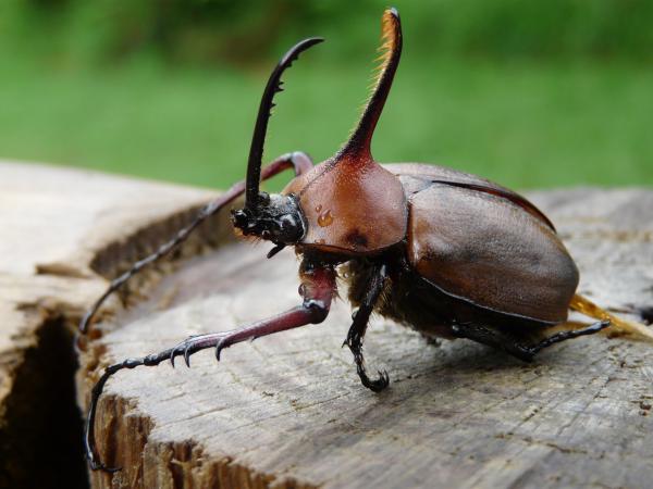 Co jedzą chrząszcze?  - Co jedzą chrząszcze nosorożca?