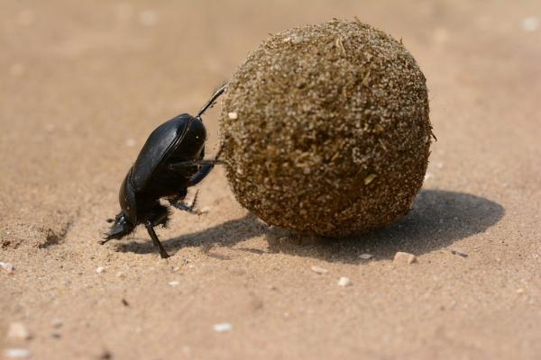 Co jedzą chrząszcze?  - Co jedzą żuki gnojowe?