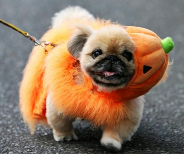 15 kostiumów na Halloween dla psów - 1. Dyniowy pies
