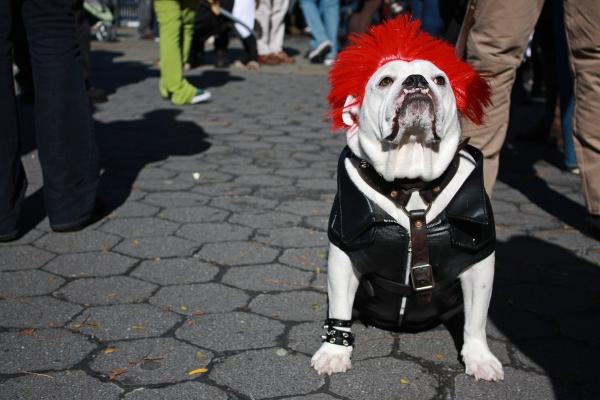 15 kostiumów na Halloween dla psów - 10. Rocker Dog 