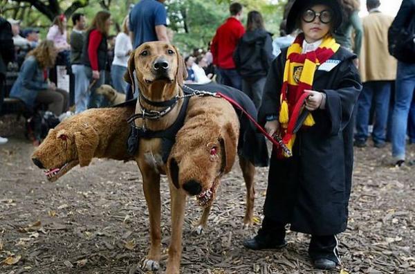 15 kostiumów na Halloween dla psów - 5. Trójgłowy pies Harry'ego Pottera