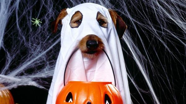 15 kostiumów na Halloween dla psów - 2. Ghost Dog