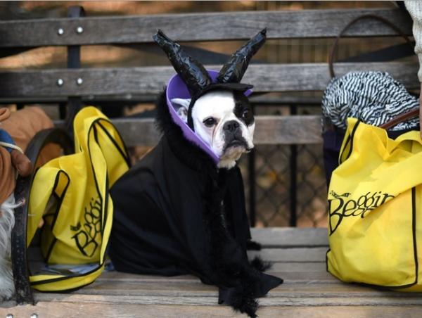 15 kostiumów na Halloween dla psów - 12. Złośliwy pies, od Śpiącej Królewny