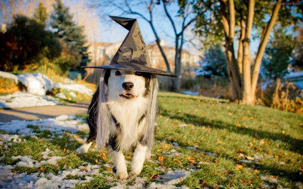 15 kostiumów na Halloween dla psów - 8. Pies wiedźmy