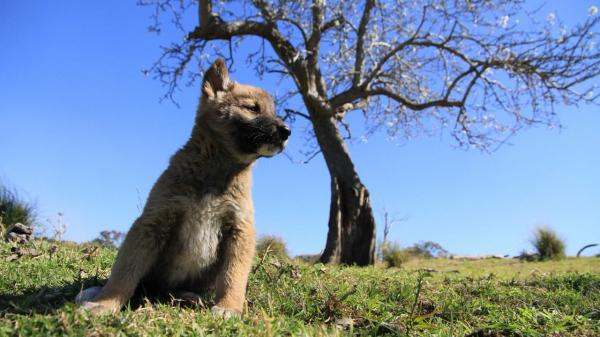 Czy można mieć dingo jako zwierzaka?  - Adopcja dingo w Australii