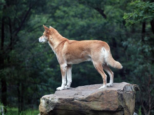 Czy można mieć dingo jako zwierzaka?  - dingo australijskie