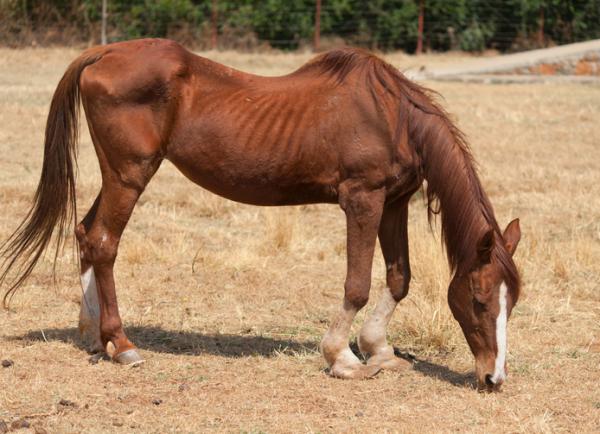 Zapalenie nosa u koni - Objawy i leczenie - Objawy nieżytu nosa u koni
