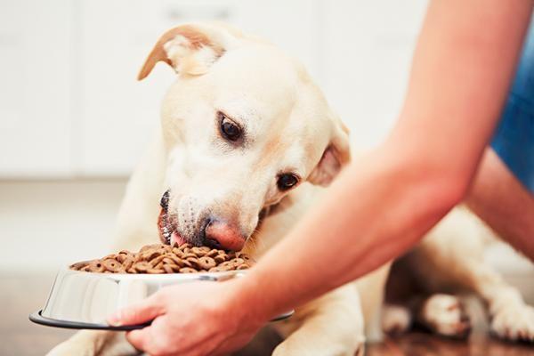 Jak krok po kroku zmieniać karmę dla psa?  - Czy zmiana karmy mojego psa jest zła?