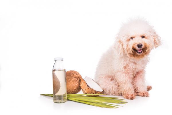 Jak zrobić domową odżywkę dla psów?  - Detangler i domowa odżywka z olejem kokosowym