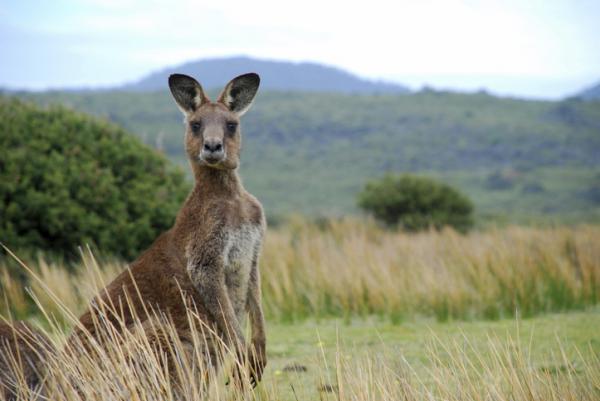 Czy kangurowi grozi wyginięcie?  - Rodzaje kangurów