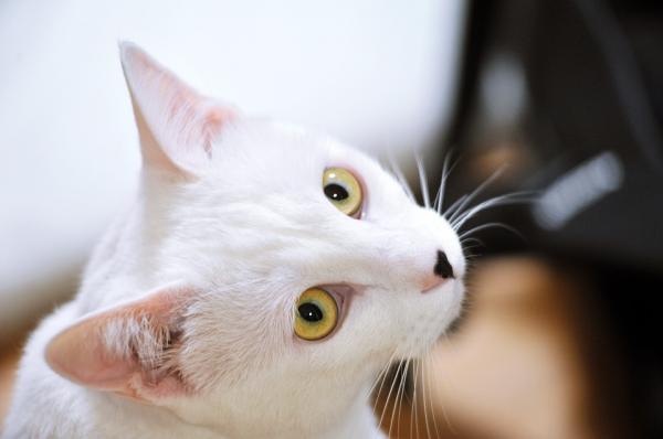 Imiona dla białych kotów - samce i samice - imiona dla białych kotów po japońsku