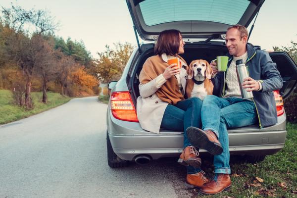 Wskazówki dla psów bojących się samochodów - Podróżuj z psem jako szczeniak