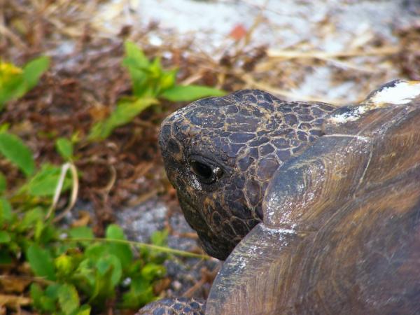 Jak sprawdzić, czy mój żółw lądowy jest w ciąży - Rozmnażanie żółwia