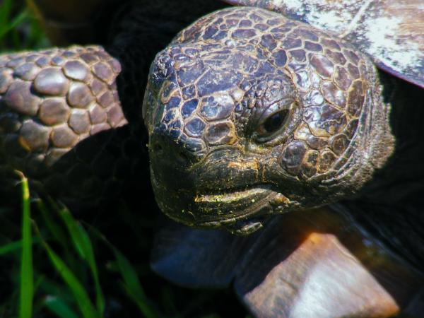 Jak sprawdzić, czy mój żółw jest w ciąży - znaki ostrzegawcze