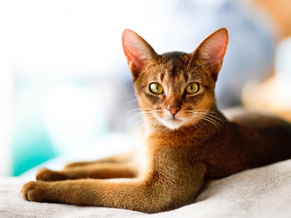 10 najpiękniejszych kotów świata - kot abisyński