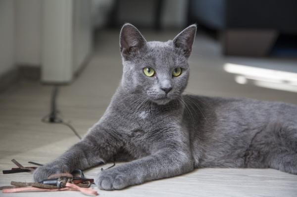 10 najpiękniejszych kotów świata - kot rosyjski niebieski