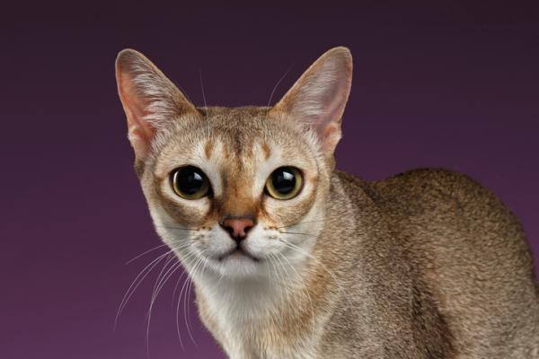 10 najpiękniejszych kotów na świecie - kot singapurski