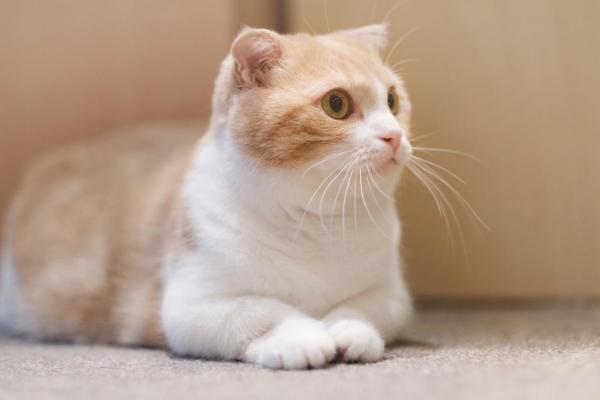 10 najpiękniejszych kotów na świecie - kot Munchkin