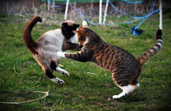 Wskazówki, jak unikać walki kotów - gra czy walka?