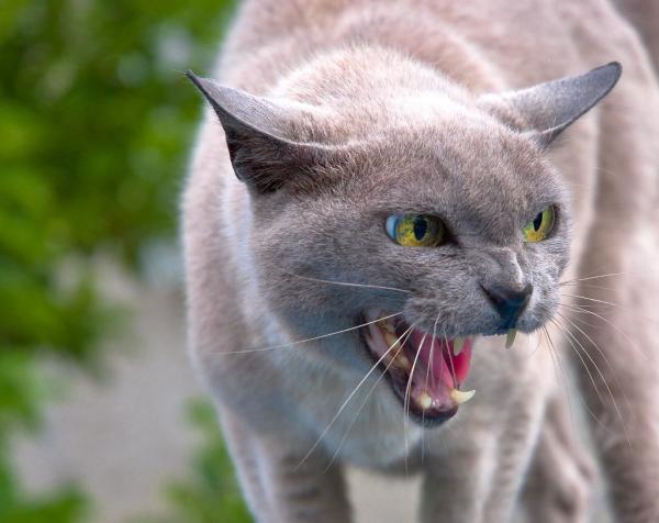 Wskazówki, jak unikać walk kotów — dlaczego koty walczą?
