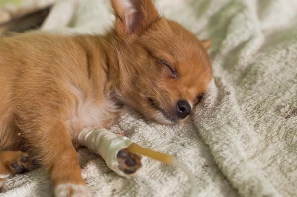 Rotawirus u psów - Objawy, zarażenie i leczenie - Jak leczyć rotawirusa u psów?  - Leczenie