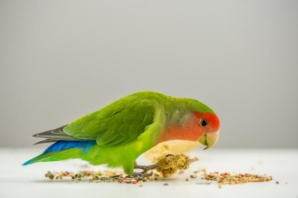 Dlaczego moja papuga wyrzuca jedzenie?  - Dieta u papug 