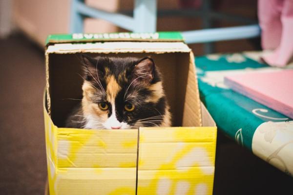 Najzabawniejsze zabawki dla kotów - Pudełka
