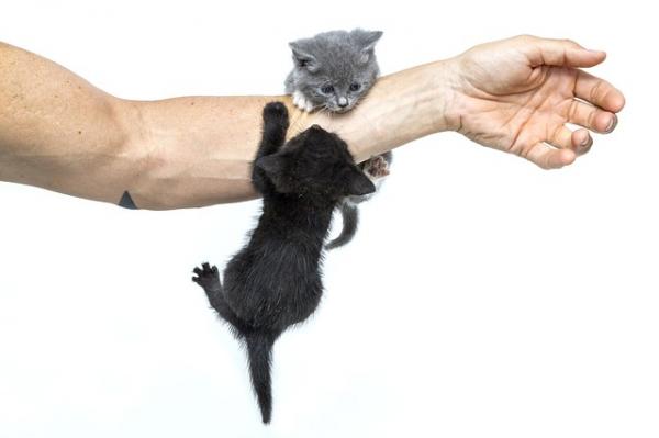 Miesięczna pielęgnacja kota - Baw się i dbaj o swoje małe koty