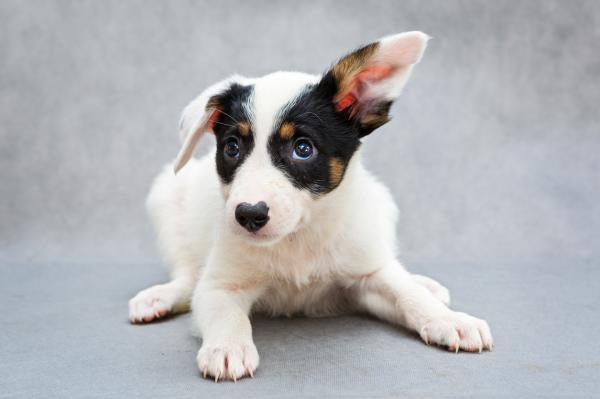 Imiona dla samców i samic białych psów - imiona dla cętkowanych białych psów
