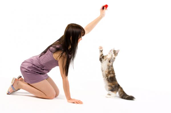 Jak nauczyć kota łapać łapę?  - Jak uczyć kota sztuczek?