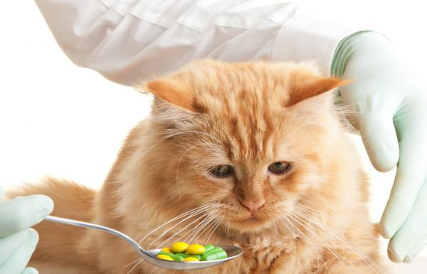 AIDS u kotów - Zakażenie, objawy i leczenie - Leczenie kotów z niedoborem odporności
