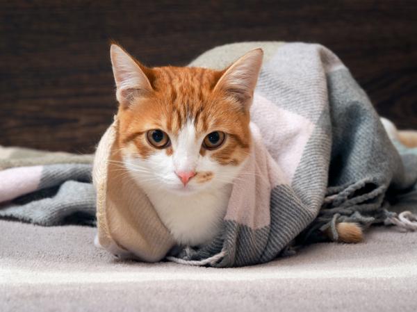 AIDS u kotów - Zakażenie, objawy i leczenie - Co jeszcze powinienem wiedzieć o AIDS u kotów? 