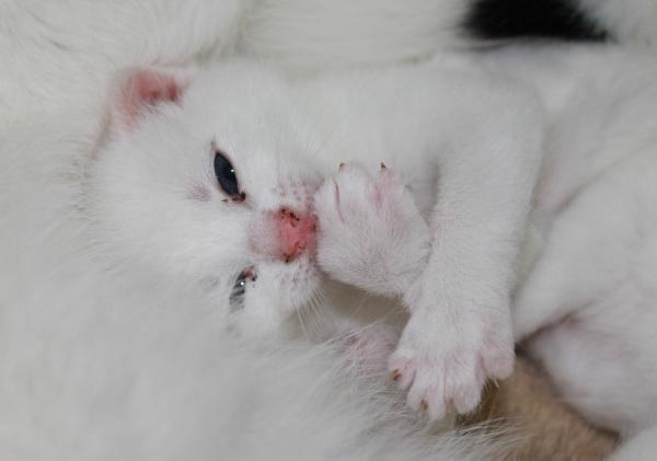 Jak pomóc kotu w porodzie - laktacja
