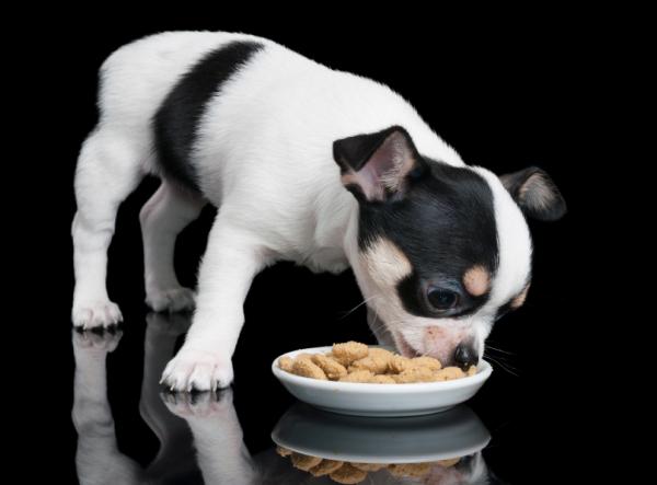 Pokarmy dobre dla sierści psa - Karma jest najlepszym produktem
