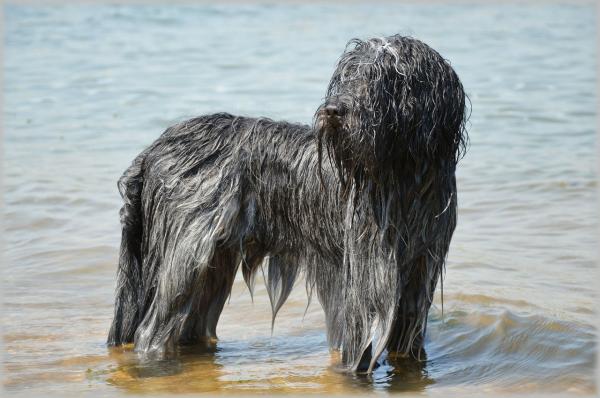Imiona dla psów wodnych - Czy masz już imię dla swojego zwierzaka?