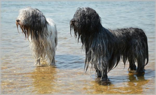 Imiona dla psów wodnych - Imiona dla męskich psów wodnych