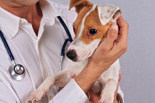 Perforowana błona bębenkowa u psów - Objawy i leczenie - Leczenie perforowanej błony bębenkowej u psów